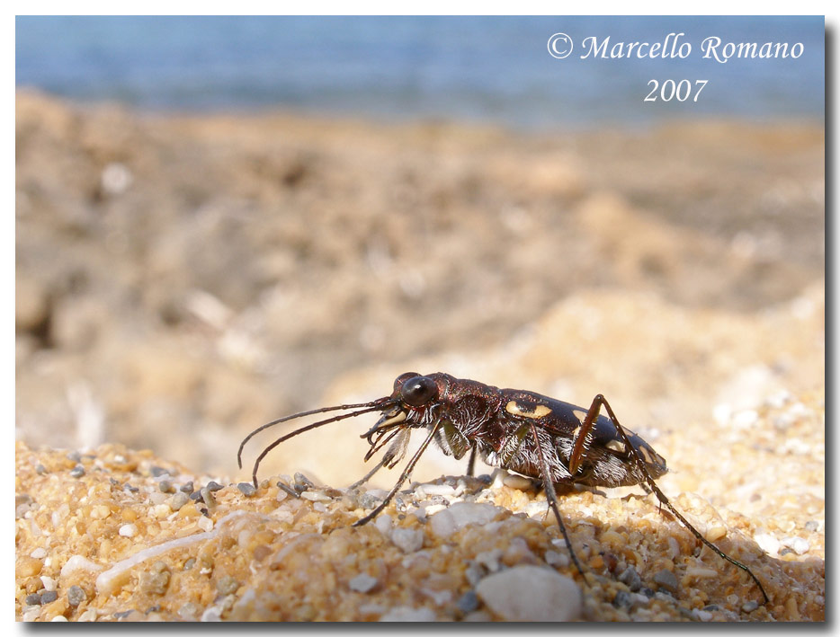 Omaggio alla pi bella cicindela di Sicilia: Calomera lugens